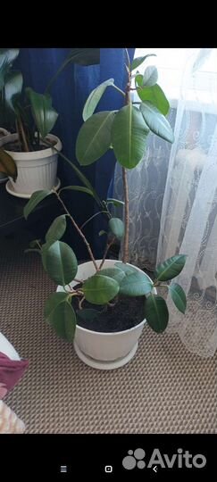 Продам цветы комнатные