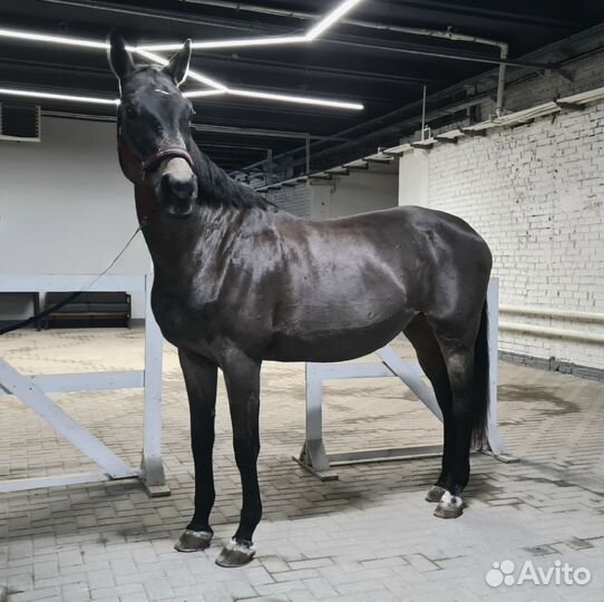 Продаются лошади