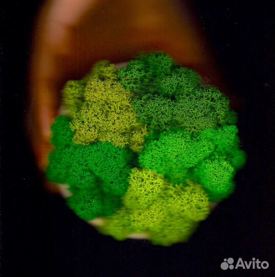 Стабилизированный Мох, Зеленые Оттенки