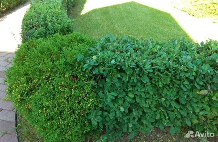 Барбарис зелёный 25-40см в горшках 2 литра