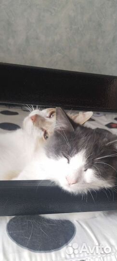 Не породные