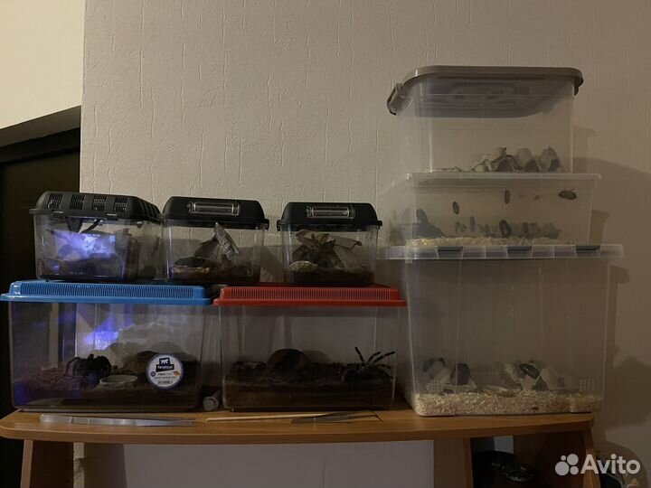 Пауки птицееды