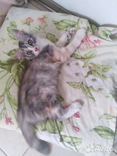 Кошка в дар бесплатно