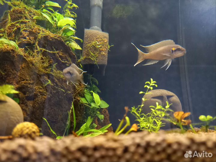 Принцесса бурунди малёк