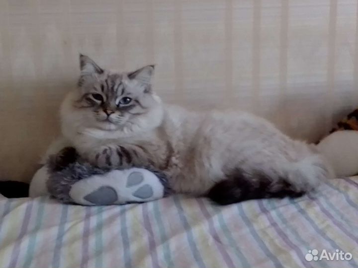 Ну где ты Барбара. Вязка