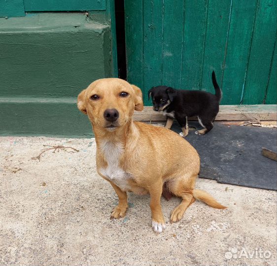 Щенок в добрые руки бесплатно