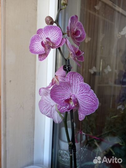 Орхидея фаленопсис
