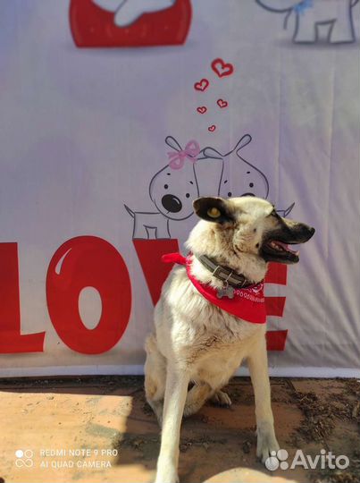 Рыжуня красотуня солнышко