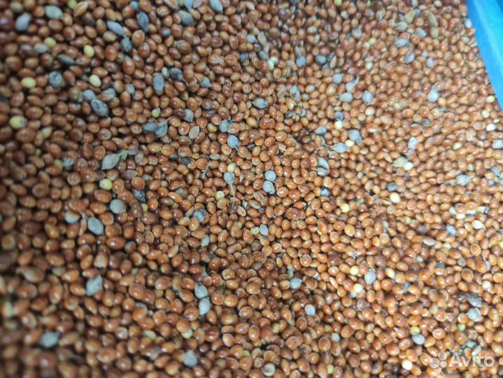 Просо красное