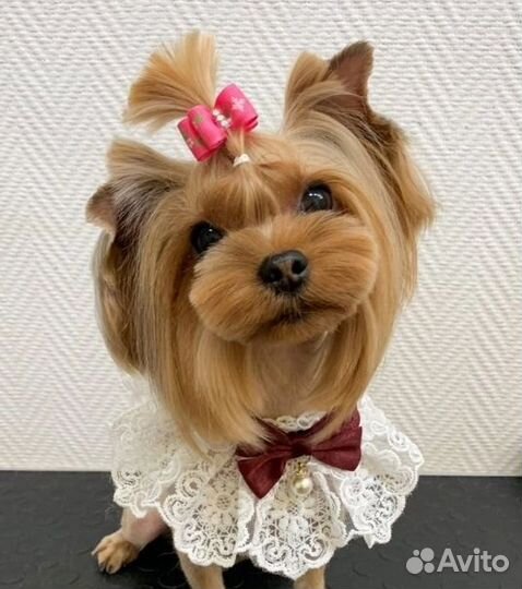 Стрижка собак, кошек. Курсы груминга. Обучение