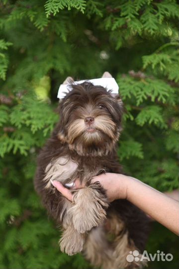 Щенки Шоколадного йорка
