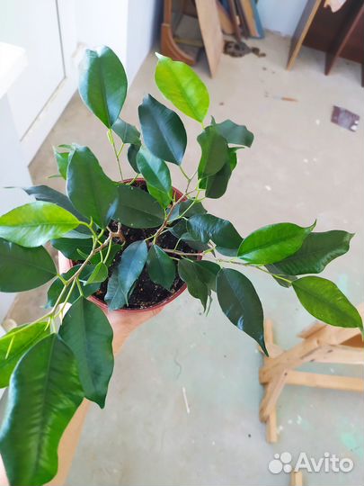 Фикус Бенжамина Кинки и Наташа