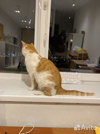 Рыжый котик