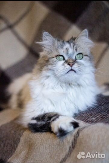 Котик в добрые руки