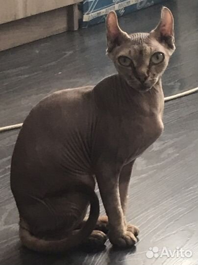 Сфинкс эльф