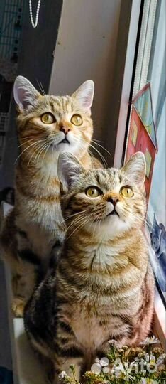 Клубный котик скоттиш-страйт Астин