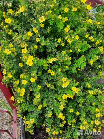 Лапчатка желтая