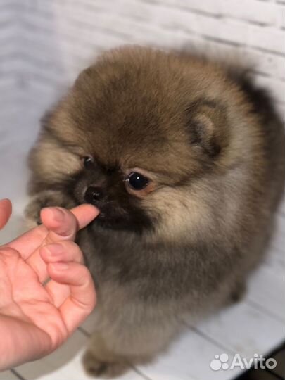 Померанский шпиц медвежьего типа мини