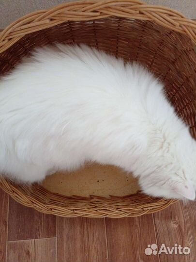 Лежанка для кошек бу