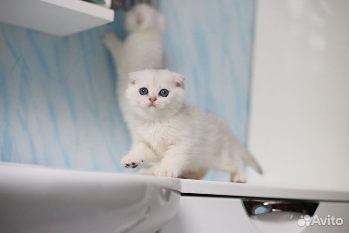 Шотландские котята серебристая шиншилла
