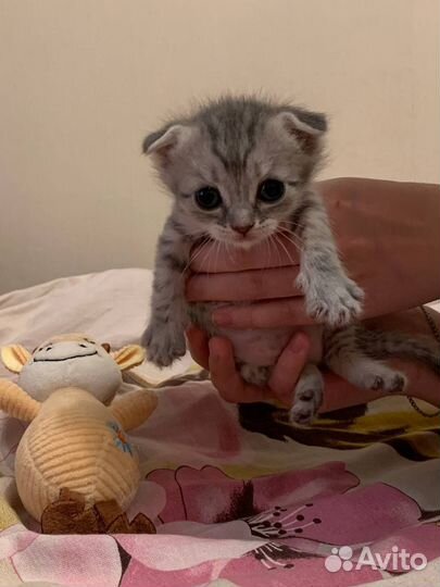 Британские вислоухие котята