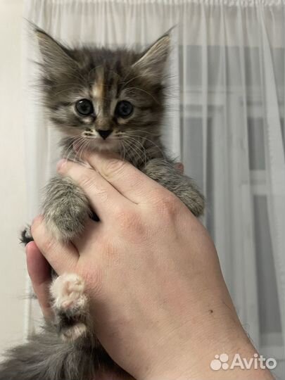 Кот и кошка