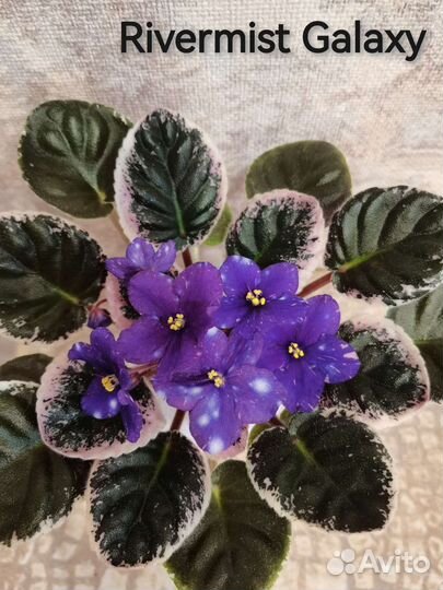 Фиалки сортовые стандарты, полумини, мини, трейлер