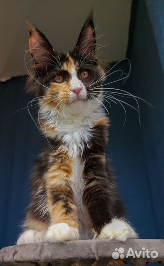 Мейн-кун девочка черепашка