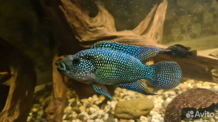 Цихлиды, сомы