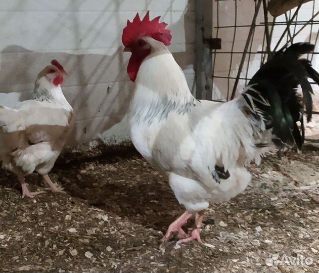 Петухи Адлерская серебристая