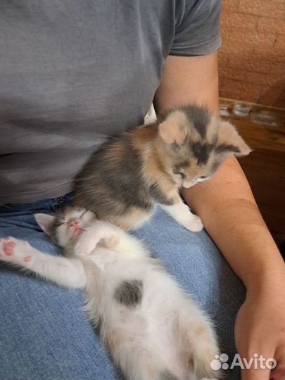 Котята- Турецкая ангора