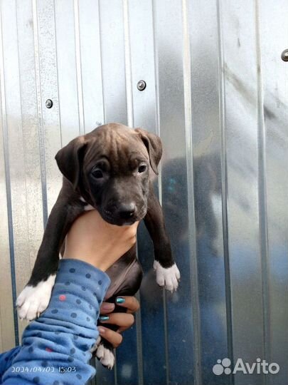 Щенки питбуля