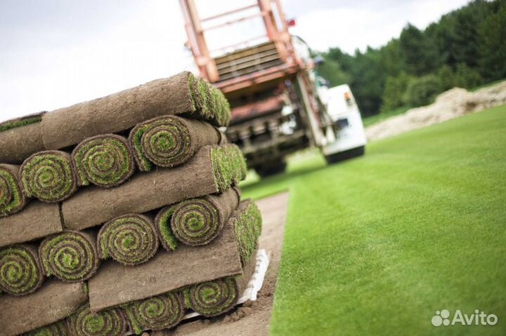 Продажа рулонного газона эконом