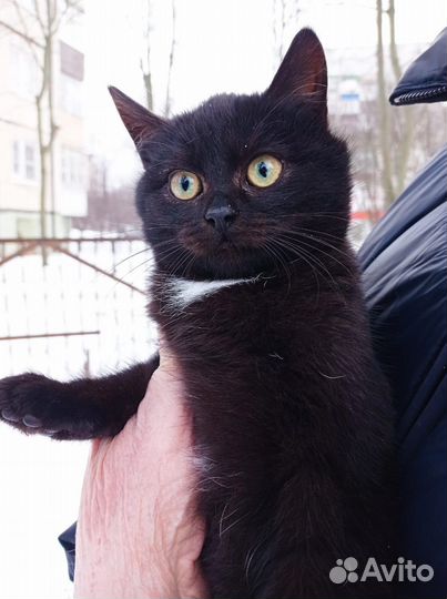 Молоденький котик Даня в добрые руки