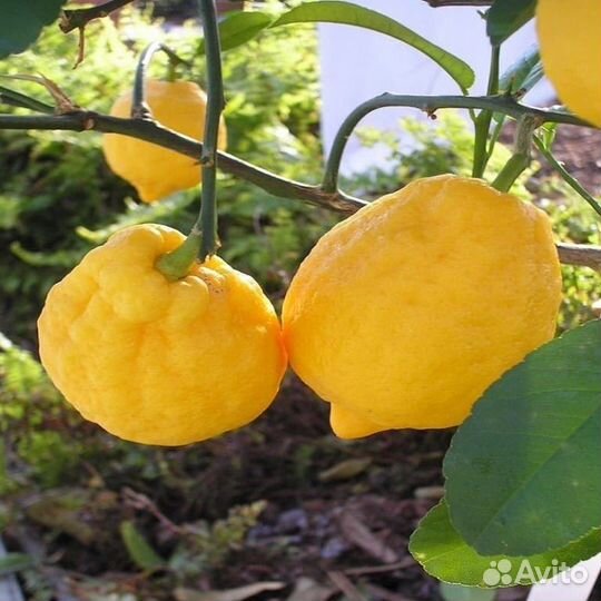 Лимон Химера Аранциата