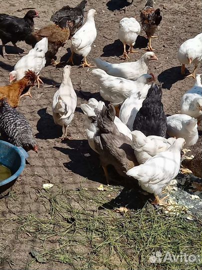 Куры разных пород