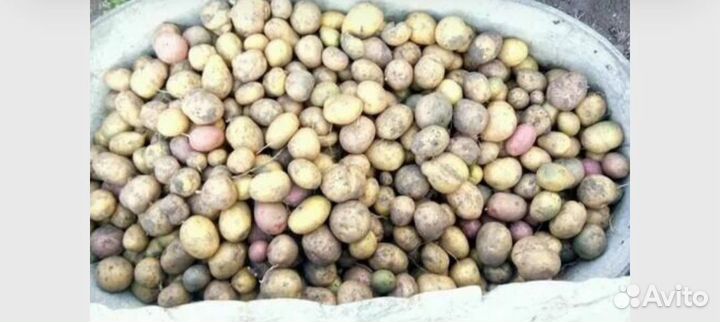 Продам картофель на корм скоту