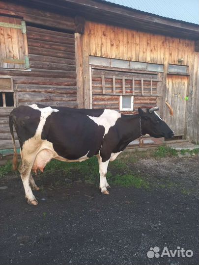 Корова на мясо