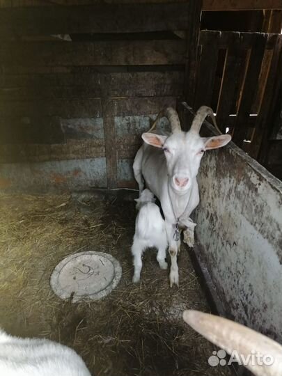 Коза дойная с козлятами