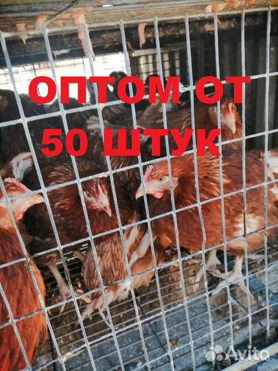 Куры Несушки