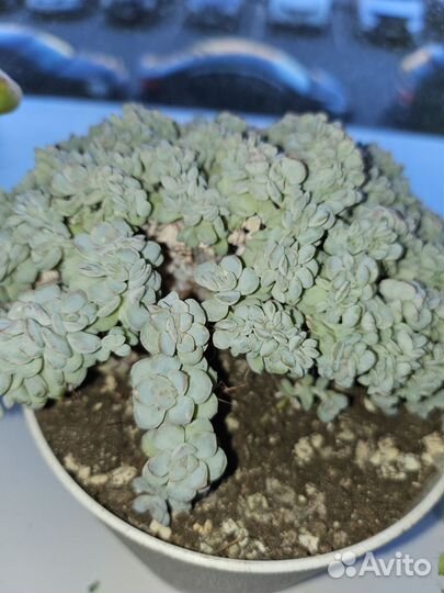 Эчиверия капус кристата