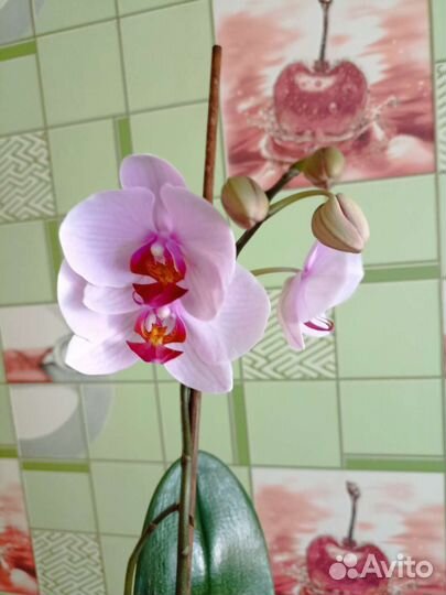 Орхидея фаленопсис