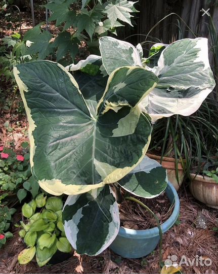 Ксантозома альбомаргината Микки Маус