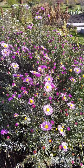 Астра многолетняя (октябринка) высокая