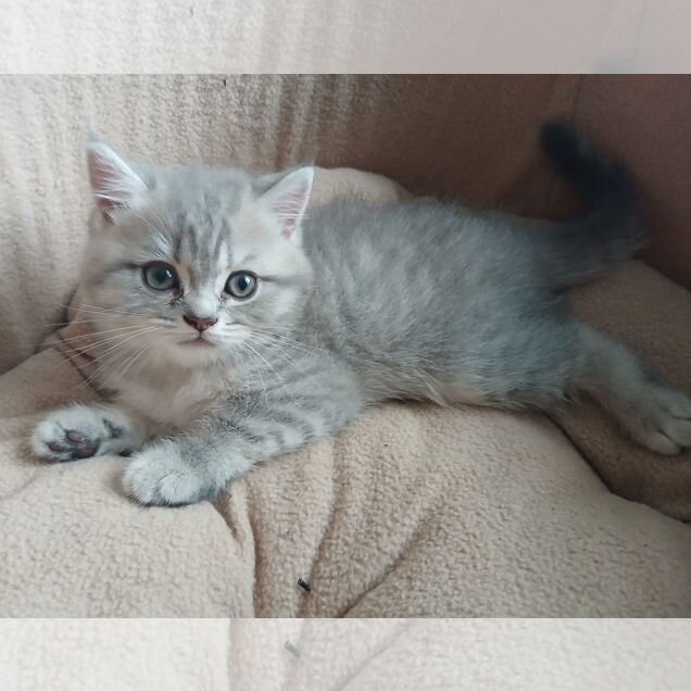 Шотландский прямоухий короткошёрстный котёнок