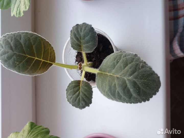 Хойя, глоксинья