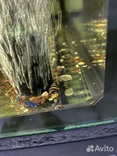 Улитка хелена