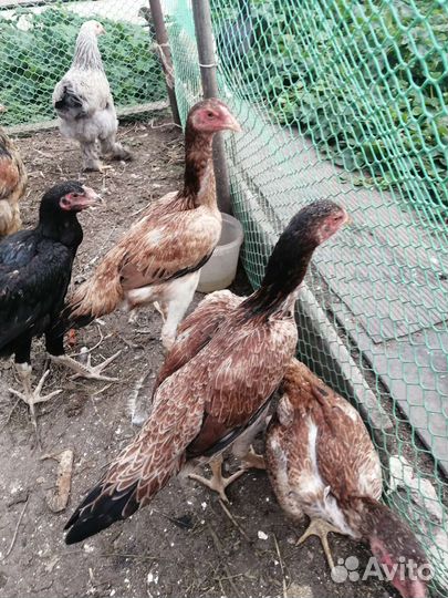 Цыплята байцовий