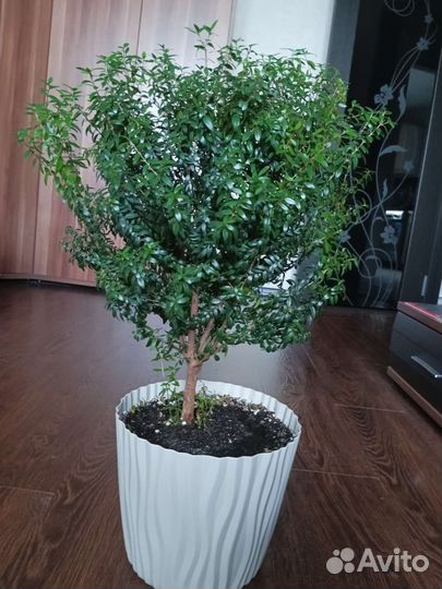 Мирт мелколистный