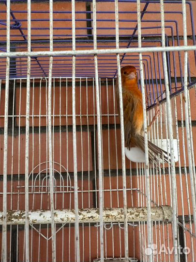 Кенара и канарейки